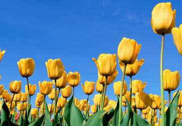 Journey through fields of stunningly colored tulips