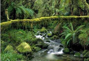 Into the Wild: Exploring the Amazon Rainforest